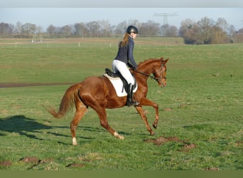 Sang-chaud Mecklembourg, Jument, 4 Ans, 160 cm, Alezan