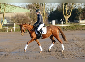 Sang-chaud Mecklembourg, Jument, 4 Ans, 160 cm, Alezan