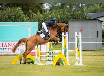 Sang-chaud Mecklembourg, Jument, 4 Ans, 167 cm, Alezan