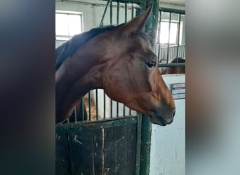 Sang-chaud Mecklembourg, Jument, 4 Ans, 167 cm, Bai brun