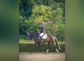 Sang-chaud Mecklembourg, Jument, 4 Ans, 167 cm, Bai brun foncé