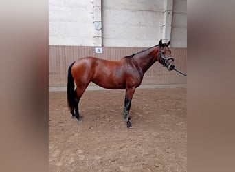 Sang-chaud Mecklembourg, Jument, 5 Ans, 165 cm, Bai