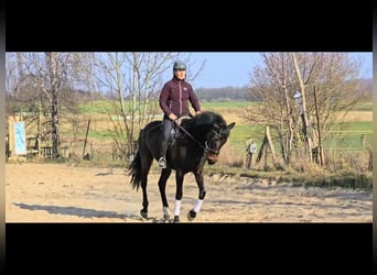 Sang-chaud Mecklembourg, Jument, 5 Ans, 167 cm, Bai