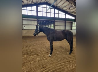 Sang-chaud Mecklembourg, Jument, 5 Ans, 167 cm, Noir