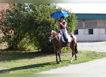 Sang-chaud Mecklembourg, Jument, 5 Ans, 168 cm, Bai