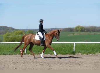 Sang-chaud Mecklembourg, Jument, 5 Ans, 170 cm, Alezan