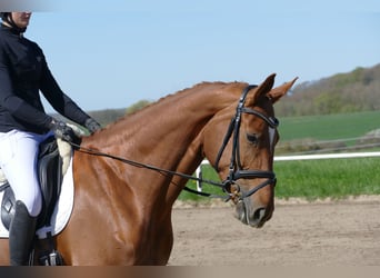 Sang-chaud Mecklembourg, Jument, 5 Ans, 170 cm, Alezan