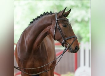 Sang-chaud Mecklembourg, Jument, 5 Ans, 170 cm, Bai