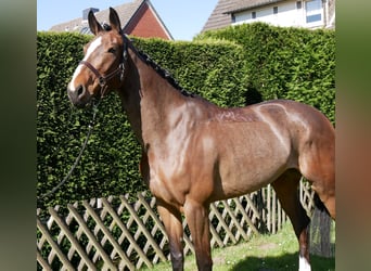 Sang-chaud Mecklembourg, Jument, 5 Ans, 172 cm