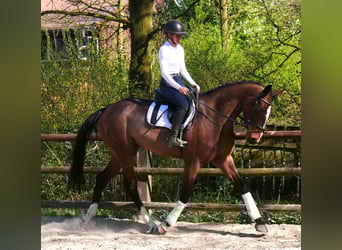 Sang-chaud Mecklembourg, Jument, 5 Ans, 172 cm