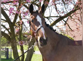 Sang-chaud Mecklembourg, Jument, 5 Ans, 172 cm