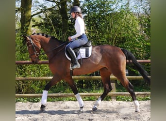 Sang-chaud Mecklembourg, Jument, 5 Ans, 172 cm