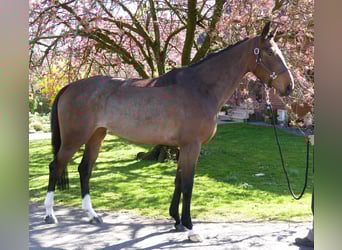 Sang-chaud Mecklembourg, Jument, 5 Ans, 172 cm