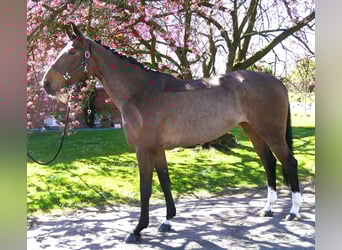 Sang-chaud Mecklembourg, Jument, 5 Ans, 172 cm