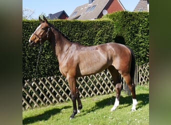 Sang-chaud Mecklembourg, Jument, 5 Ans, 172 cm