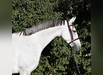 Sang-chaud Mecklembourg, Jument, 6 Ans, 162 cm, Gris