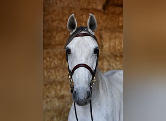 Sang-chaud Mecklembourg, Jument, 6 Ans, 162 cm, Gris