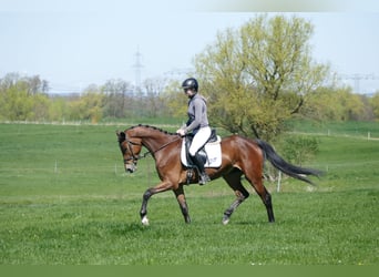 Sang-chaud Mecklembourg, Jument, 6 Ans, 164 cm, Bai