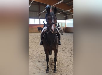 Sang-chaud Mecklembourg, Jument, 6 Ans, 165 cm, Bai brun