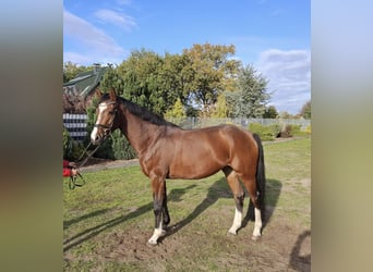 Sang-chaud Mecklembourg, Jument, 6 Ans, 167 cm, Bai