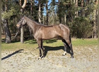 Sang-chaud Mecklembourg, Jument, 6 Ans, 168 cm, Bai brun foncé