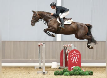 Sang-chaud Mecklembourg, Jument, 6 Ans, 169 cm, Bai brun