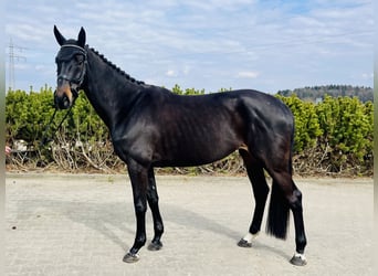 Sang-chaud Mecklembourg, Jument, 6 Ans, 169 cm, Bai brun