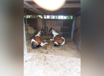 Sang-chaud Mecklembourg, Jument, 7 Ans, 160 cm, Pinto