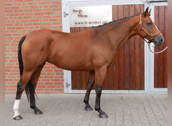 Sang-chaud Mecklembourg, Jument, 7 Ans, 163 cm