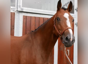 Sang-chaud Mecklembourg, Jument, 7 Ans, 163 cm