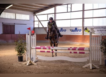 Sang-chaud Mecklembourg, Jument, 7 Ans, 165 cm, Bai