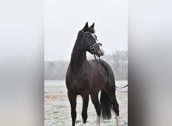 Sang-chaud Mecklembourg, Jument, 7 Ans, 166 cm, Bai brun foncé