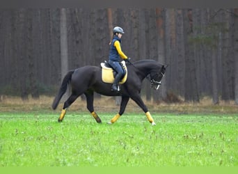 Sang-chaud Mecklembourg, Jument, 7 Ans, 166 cm, Bai brun foncé