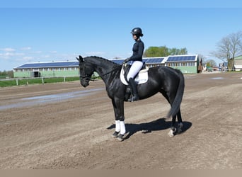 Sang-chaud Mecklembourg, Jument, 7 Ans, 168 cm, Noir