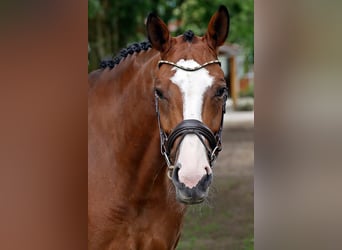 Sang-chaud Mecklembourg, Jument, 7 Ans, 169 cm, Bai