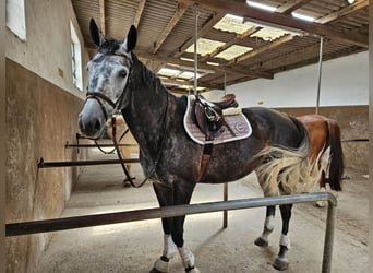 Sang-chaud Mecklembourg, Jument, 7 Ans, 175 cm, Gris noir