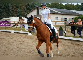 Sang-chaud Mecklembourg, Jument, 8 Ans, 163 cm, Alezan