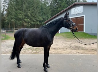 Sang-chaud Mecklembourg, Jument, 8 Ans, 165 cm, Bai brun