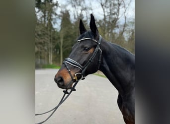 Sang-chaud Mecklembourg, Jument, 8 Ans, 165 cm, Bai brun