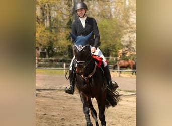 Sang-chaud Mecklembourg, Jument, 8 Ans, 165 cm, Bai brun