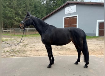 Sang-chaud Mecklembourg, Jument, 8 Ans, 165 cm, Bai brun