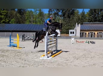 Sang-chaud Mecklembourg, Jument, 8 Ans, 168 cm, Bai brun