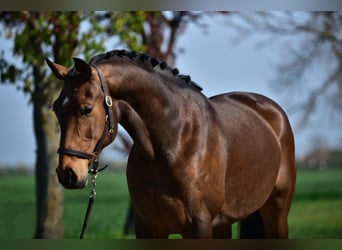 Sang-chaud Mecklembourg, Jument, 8 Ans, 168 cm, Bai