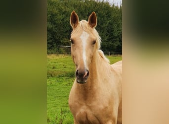 Sang-chaud Mecklembourg, Jument, 9 Ans, 165 cm, Palomino