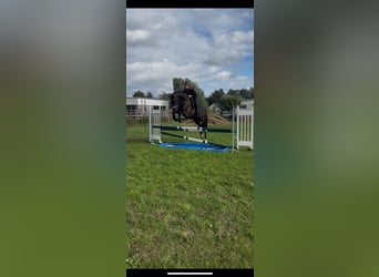 Sang-chaud Mecklembourg, Jument, 9 Ans, 167 cm, Noir