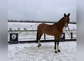 Sang-chaud Mecklembourg, Jument, 9 Ans, 171 cm, Bai