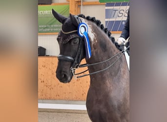 Sang-chaud Mecklembourg, Jument, 9 Ans, 171 cm, Noir