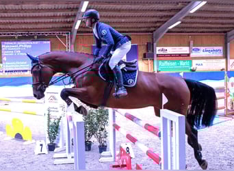 Sang-chaud Mecklembourg, Jument, 9 Ans, 172 cm, Bai