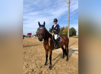 Sang-chaud Mecklembourg, Jument, 9 Ans, 172 cm, Bai
