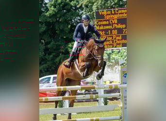 Sang-chaud Mecklembourg, Jument, 9 Ans, 172 cm, Bai